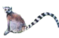 File:Lemur.png
